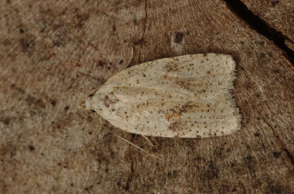 Image of Agonopterix assimilella Treitschke 1832