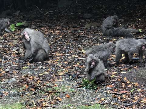 Image de Macaca fuscata yakui Kuroda 1941