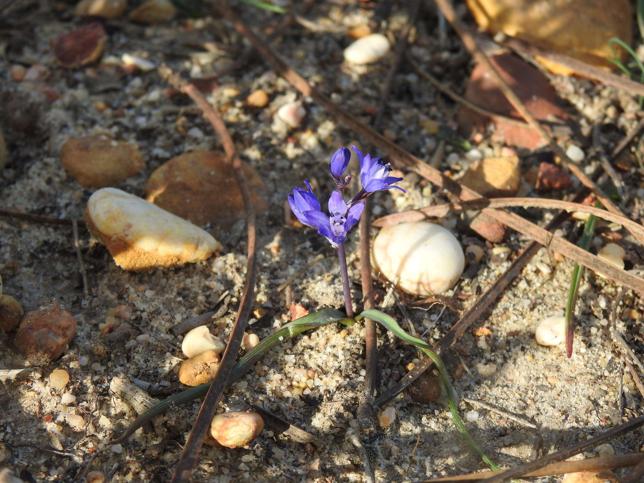 Image of Scilla verna subsp. ramburii (Boiss.) K. Richt.