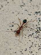 صورة Myrmecia analis Mayr 1862