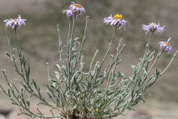 Слика од Erigeron clokeyi var. pinzliae G. L. Nesom