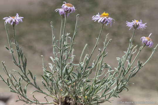 Image of Clokey's fleabane