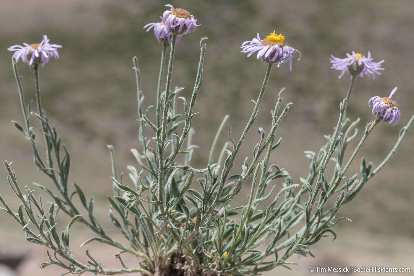 Слика од Erigeron clokeyi var. pinzliae G. L. Nesom