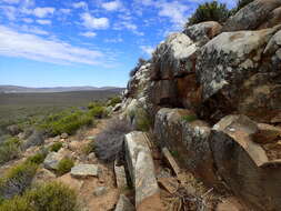 Image of Karoo dwarf tortoise