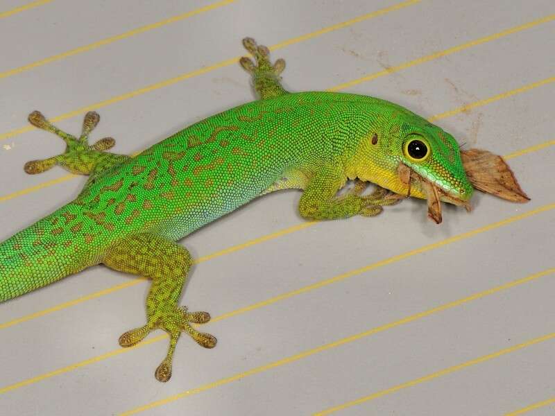 Слика од Phelsuma sundbergi Rendahl 1939