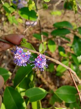 Image of Memecylon umbellatum Burm. fil.