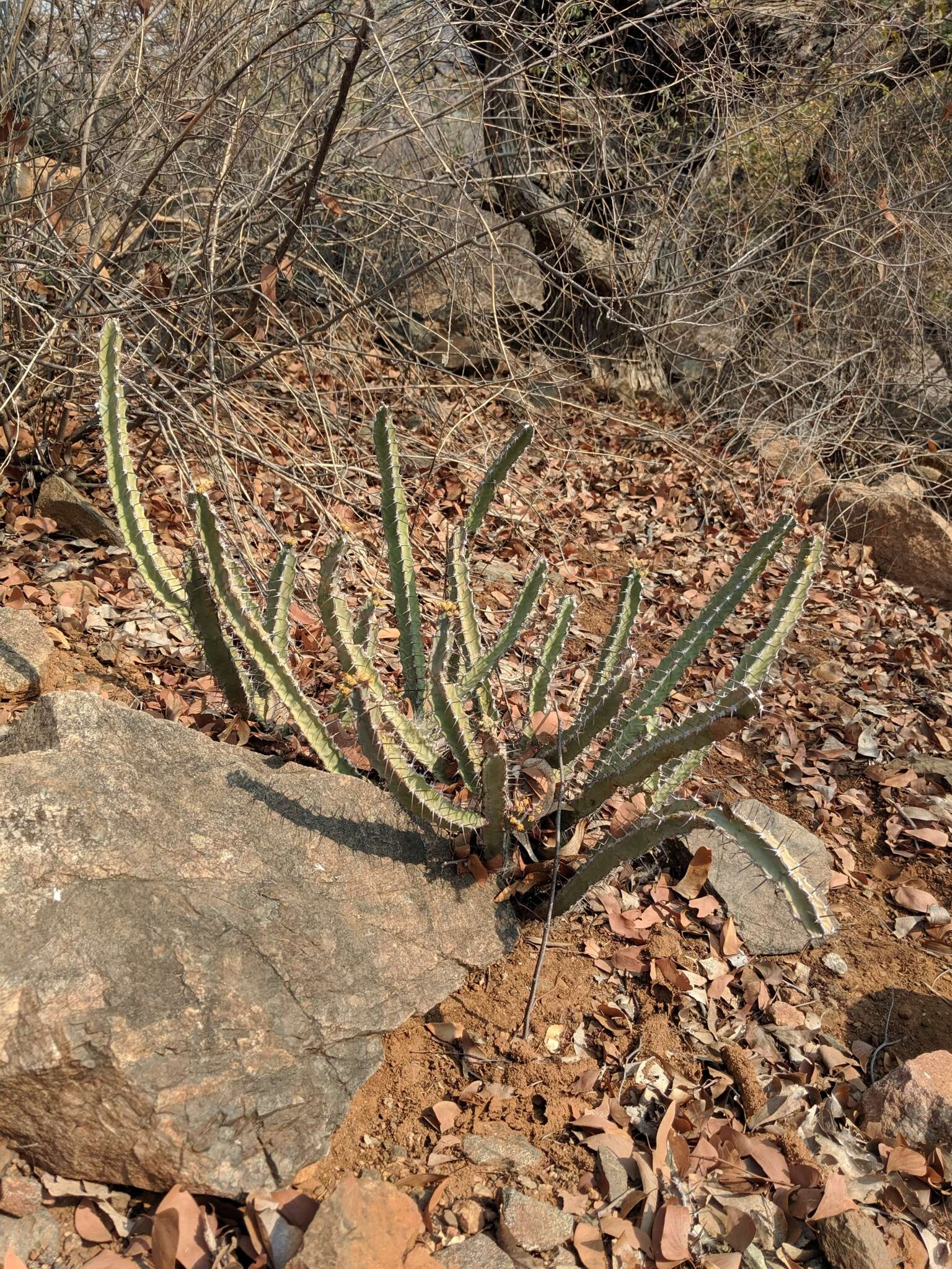 Image of Euphorbia otjipembana L. C. Leach