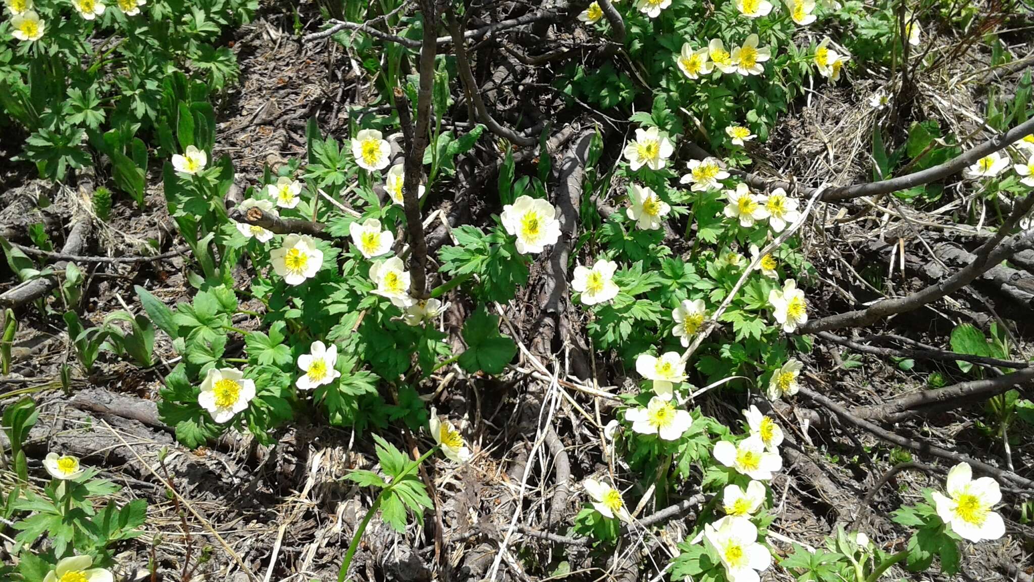 Image of American globeflower