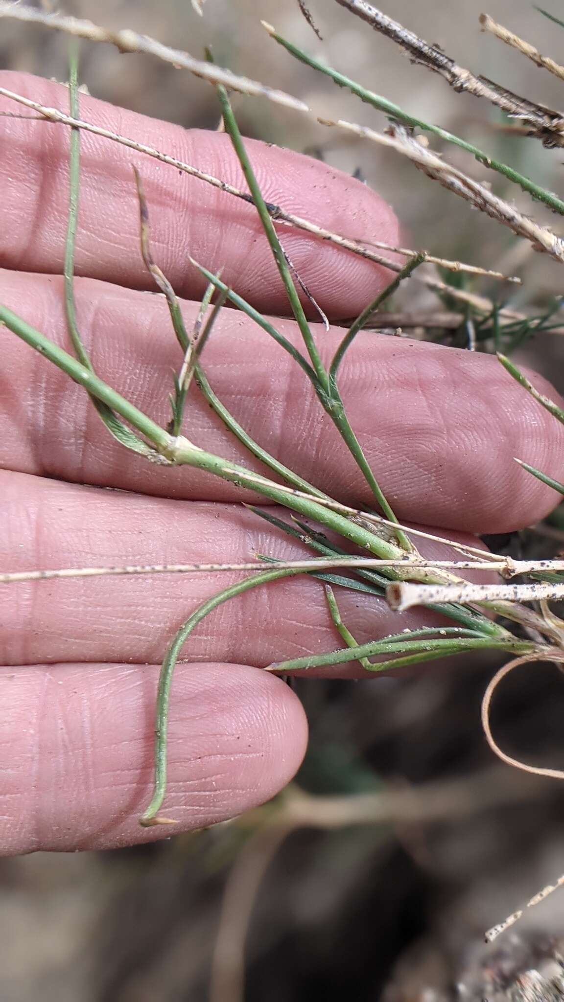 Image of Ferris' sandwort