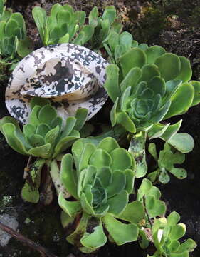 Image of Aeonium canariense subsp. canariense