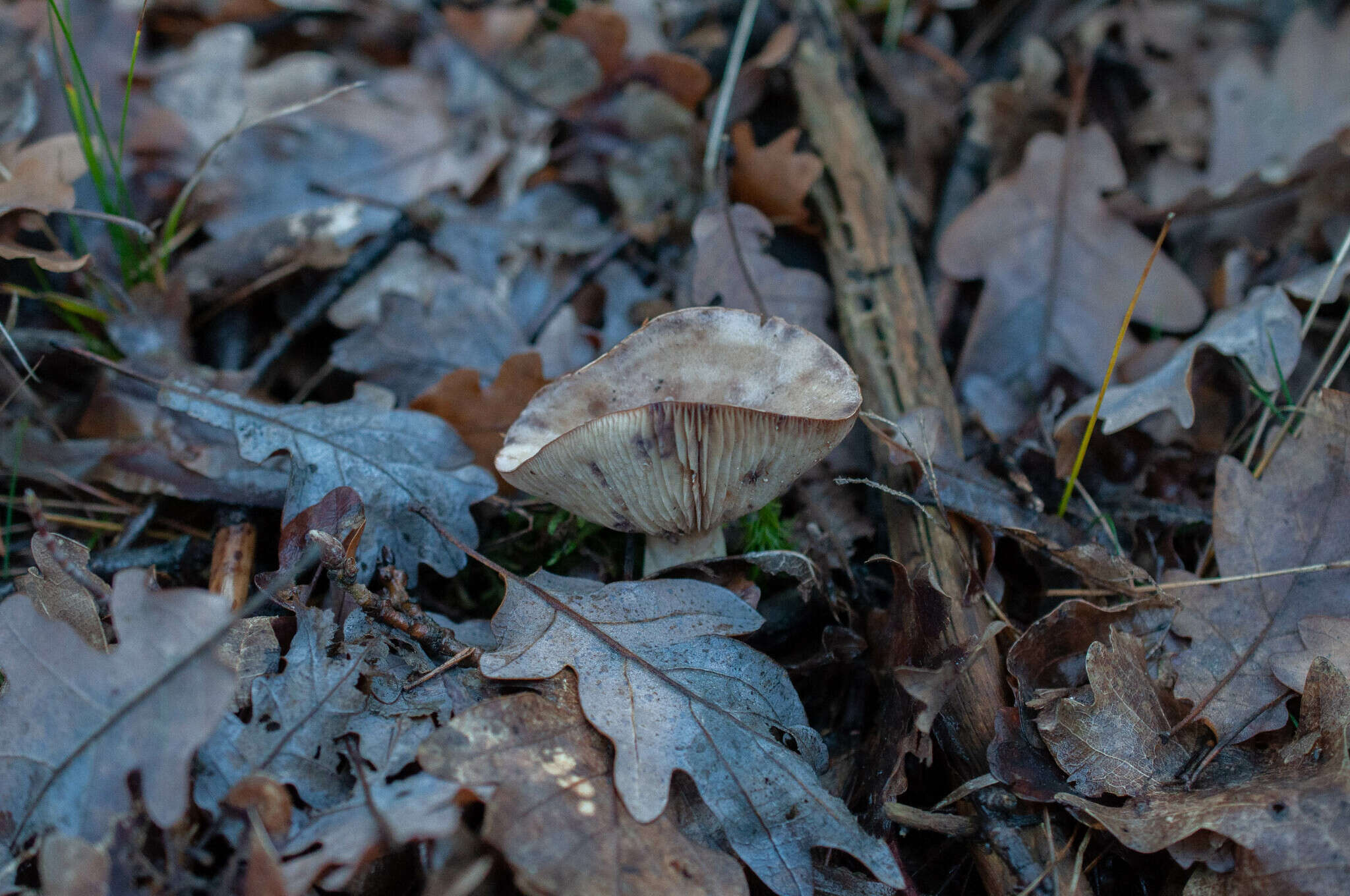 Sivun Lactarius luridus (Pers.) Gray 1821 kuva