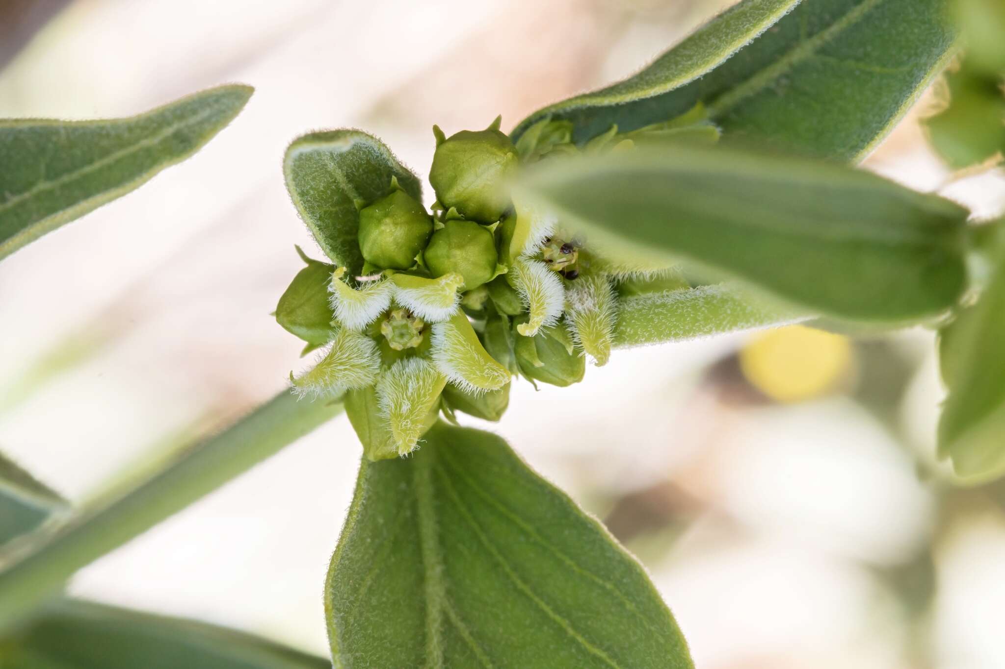 Image of Vincetoxicum creticum Browicz