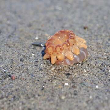 Image of 12-tentacle parasitic anemone