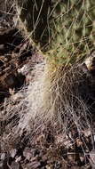 Image of Arborescent Pricklypear