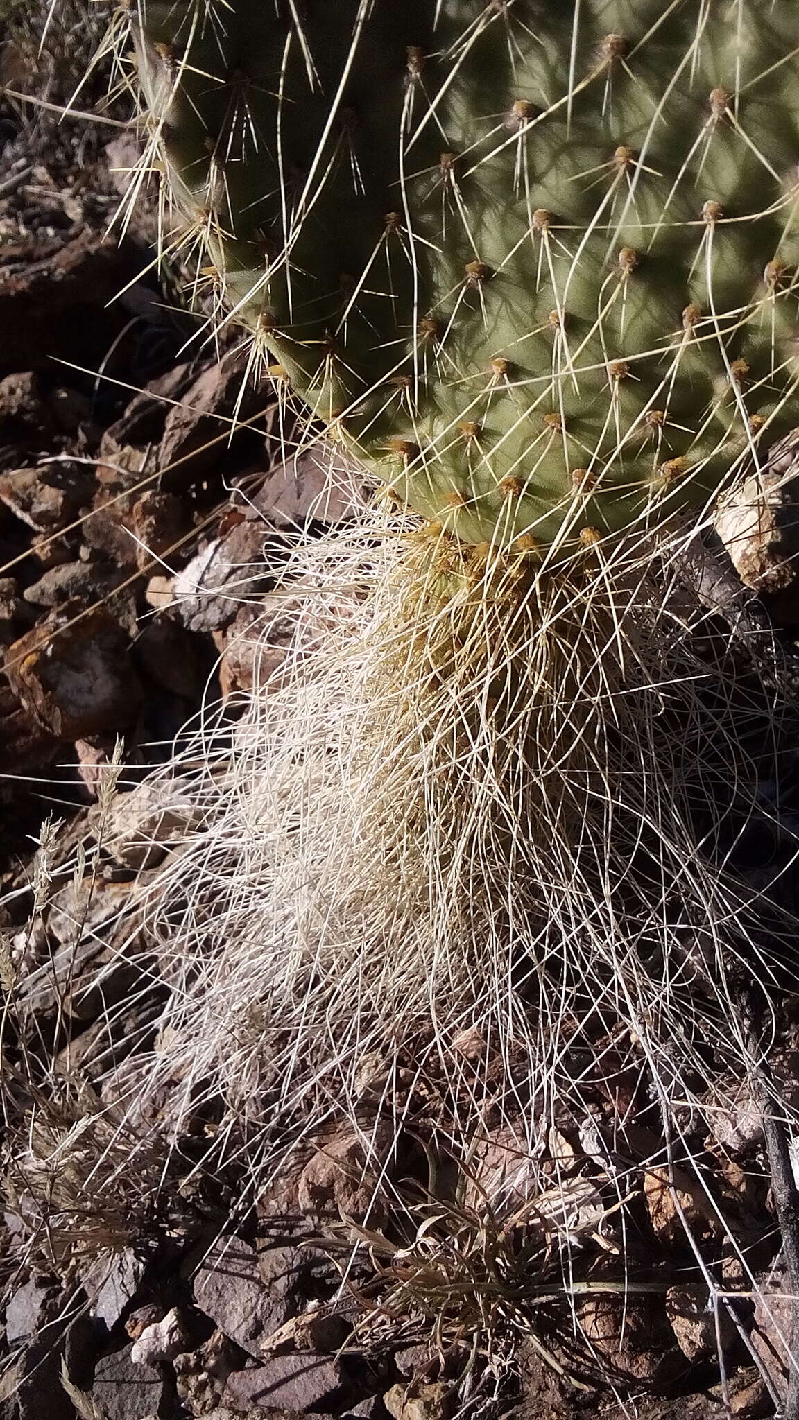 Plancia ëd Opuntia leucotricha DC.