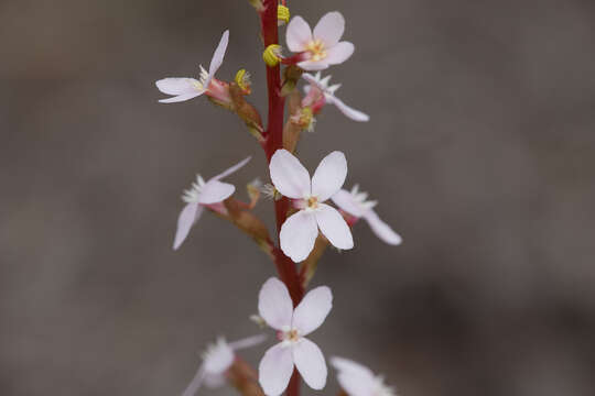 Image of Stylidium armeria subsp. armeria