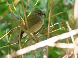 Image of Green-backed Honeybird