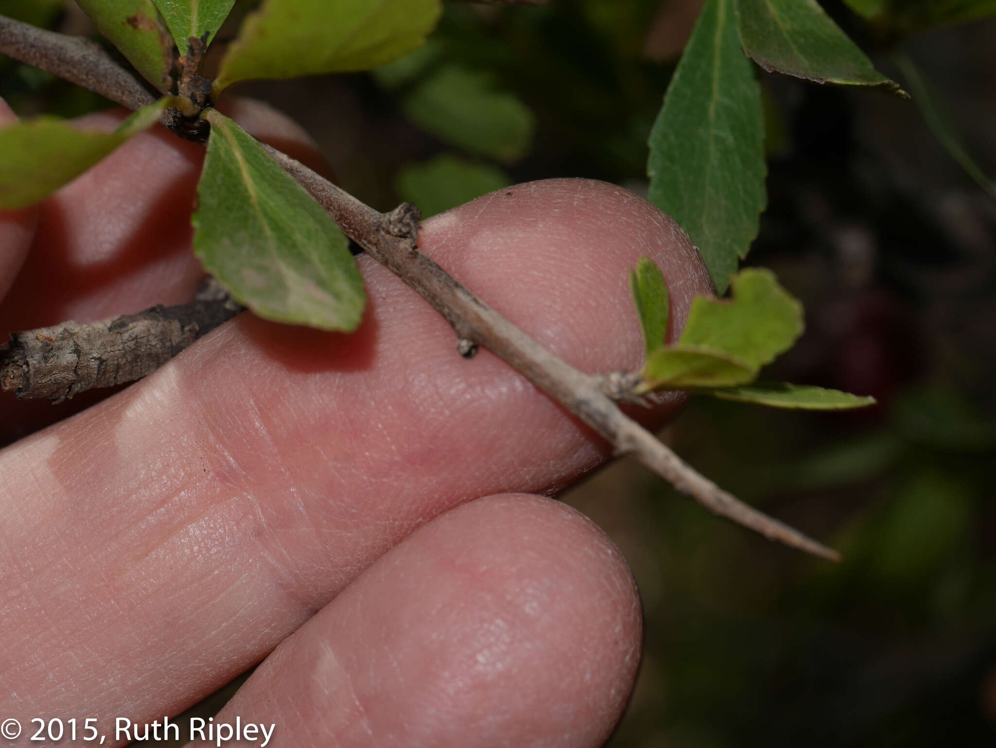 Hesperomeles cuneata Lindl.的圖片