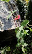 Image of Peruvian zinnia