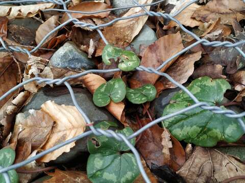 Image de Cyclamen coum subsp. caucasicum (C. Koch) O. Schwarz