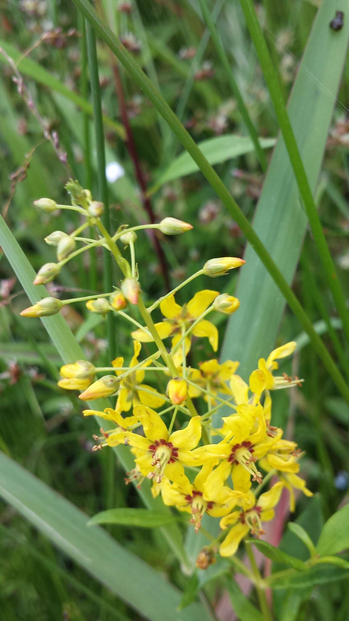 Image of earth loosestrife