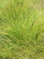 Carex tumulicola Mack. resmi