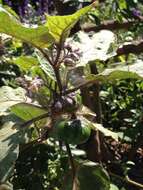 Image de Solanum aethiopicum L.