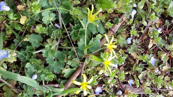 Image of field star-of-bethlehem