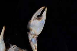 Image of Creaserinus oryktes