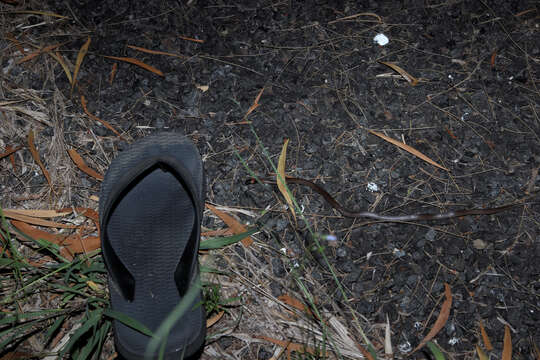 Image of Red-naped Snake