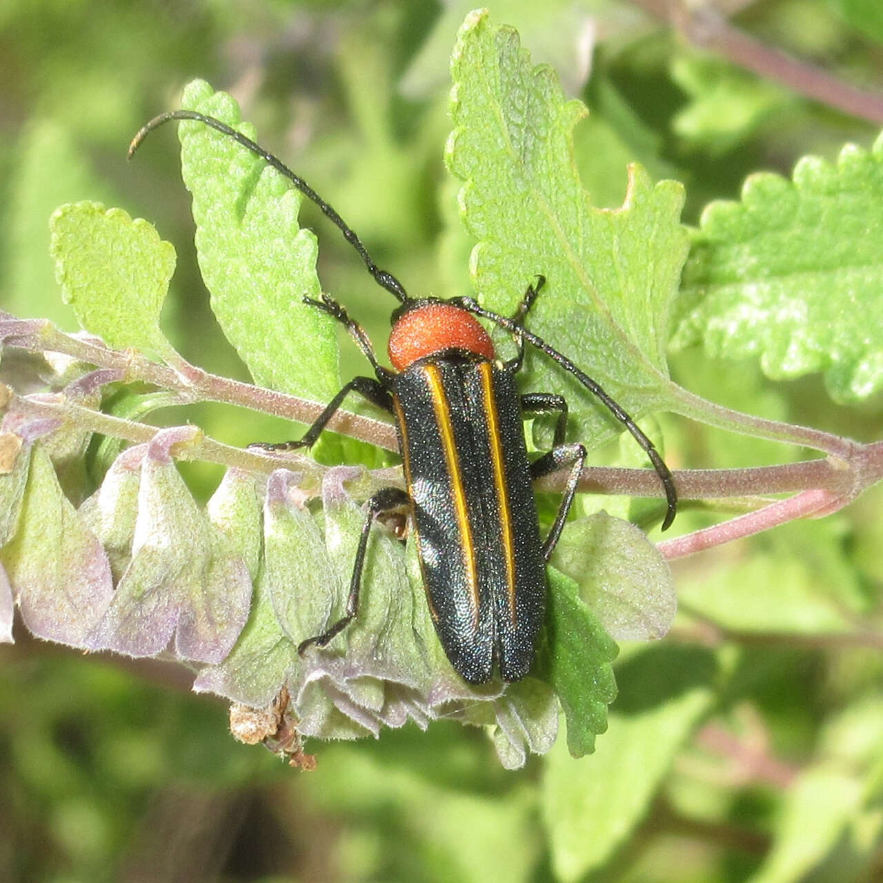 Image of Mannophorus