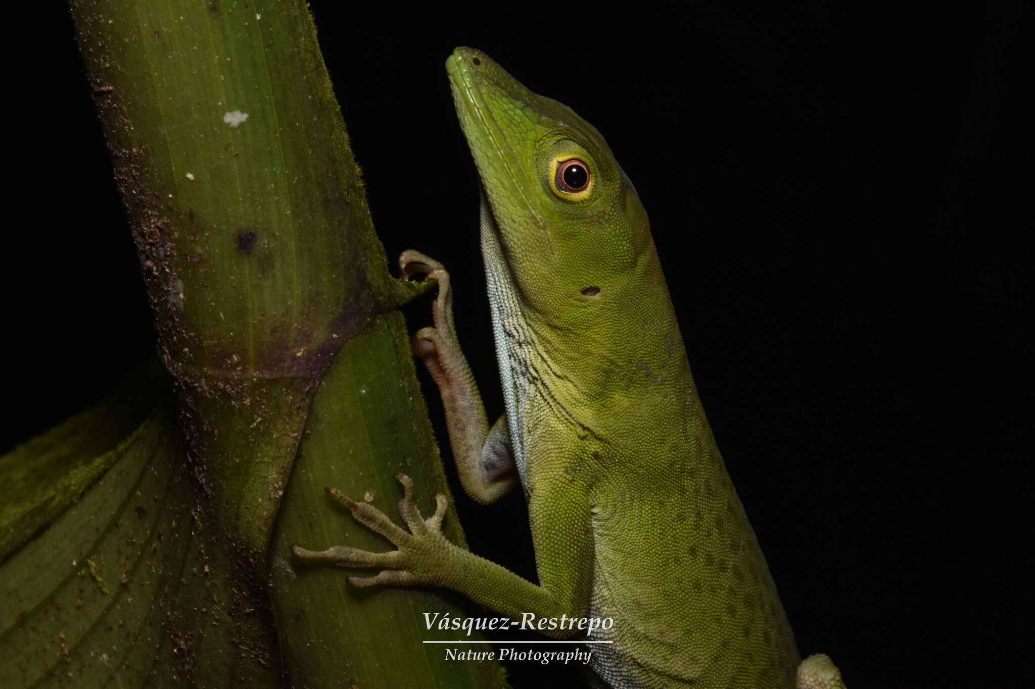 Plancia ëd Anolis limon Velasco & Hurtado-gómez 2014