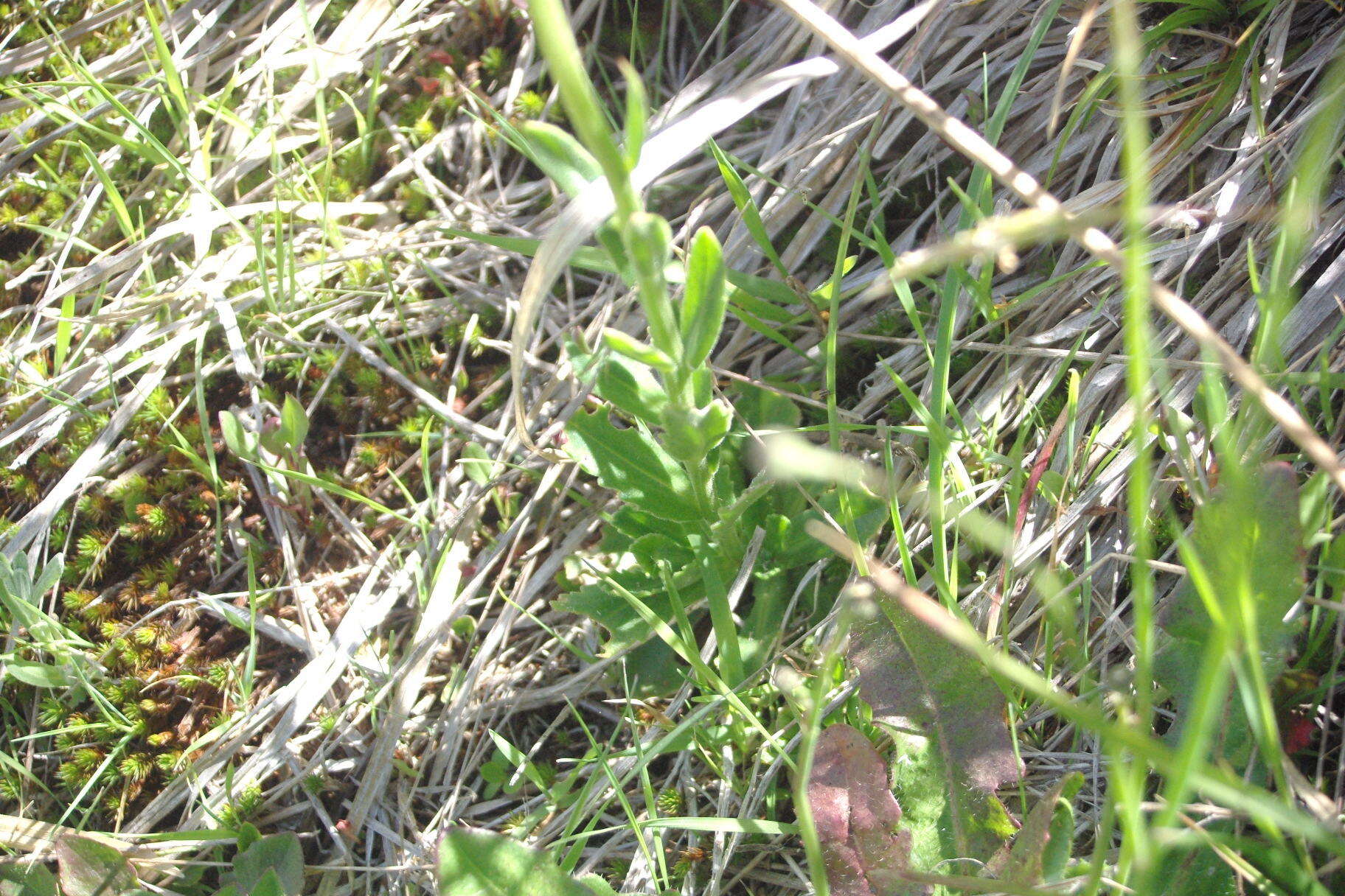 Image of Brachyscome spathulata Gaud.