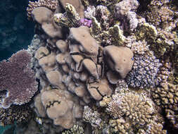 Image of Encrusting Sandpaper Coral