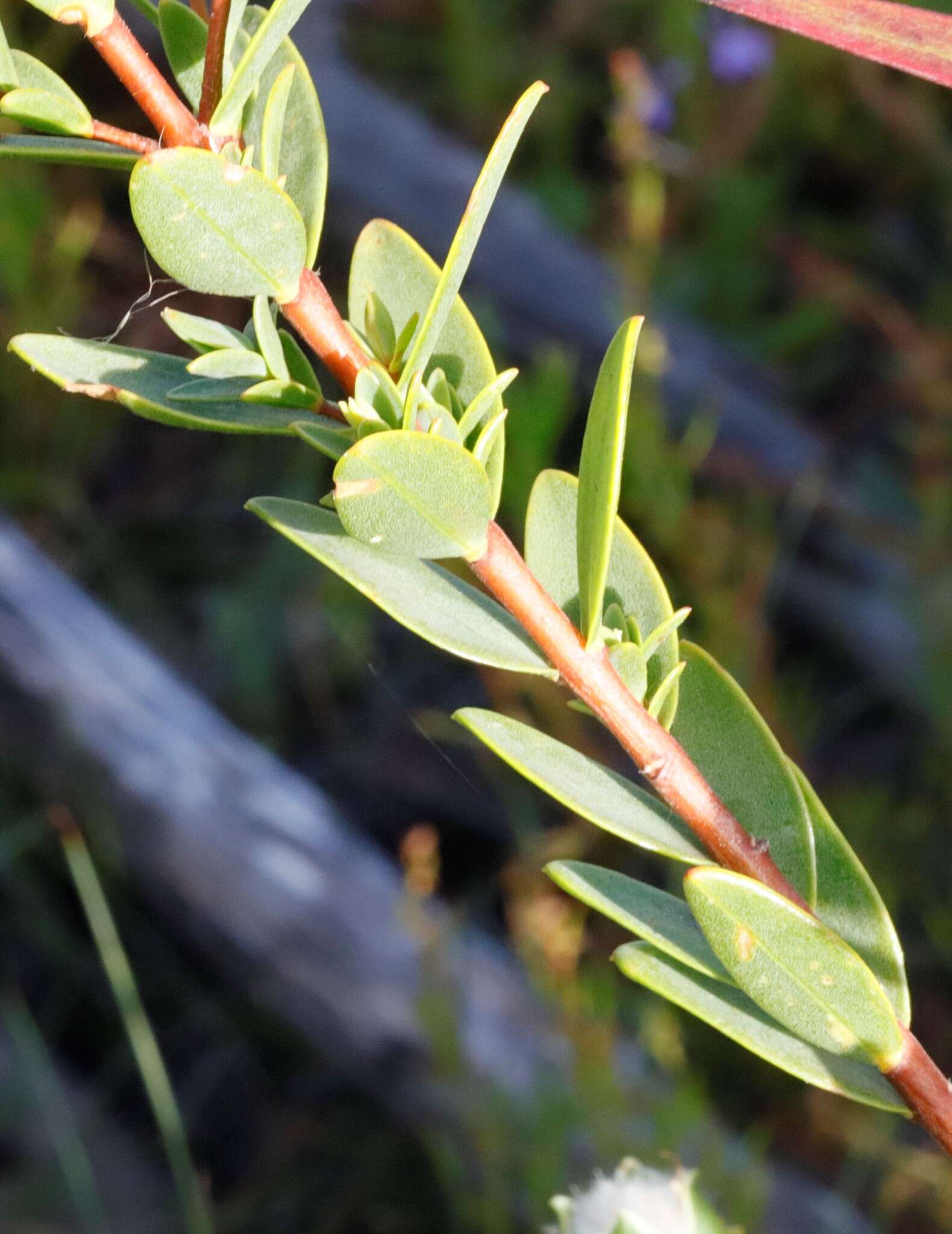 Image of Pimelea lanata R. Br.