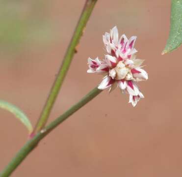 Ptilotus corymbosus R. Br.的圖片