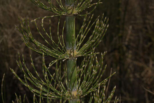 Image of Southern Giant Horsetail