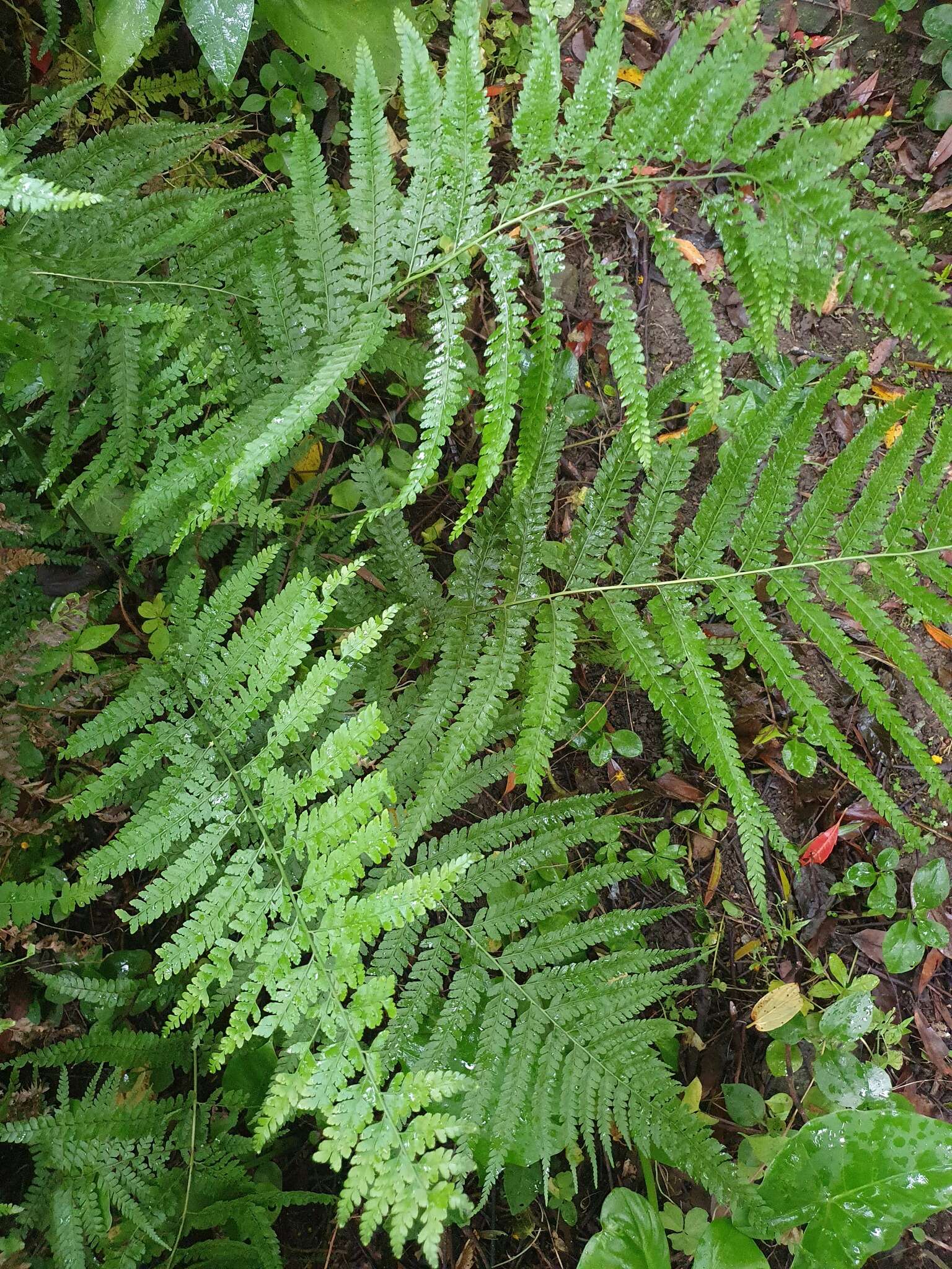 Plancia ëd Microlepia strigosa (Thunb.) C. Presl