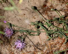 Слика од Centaurea stoebe L.