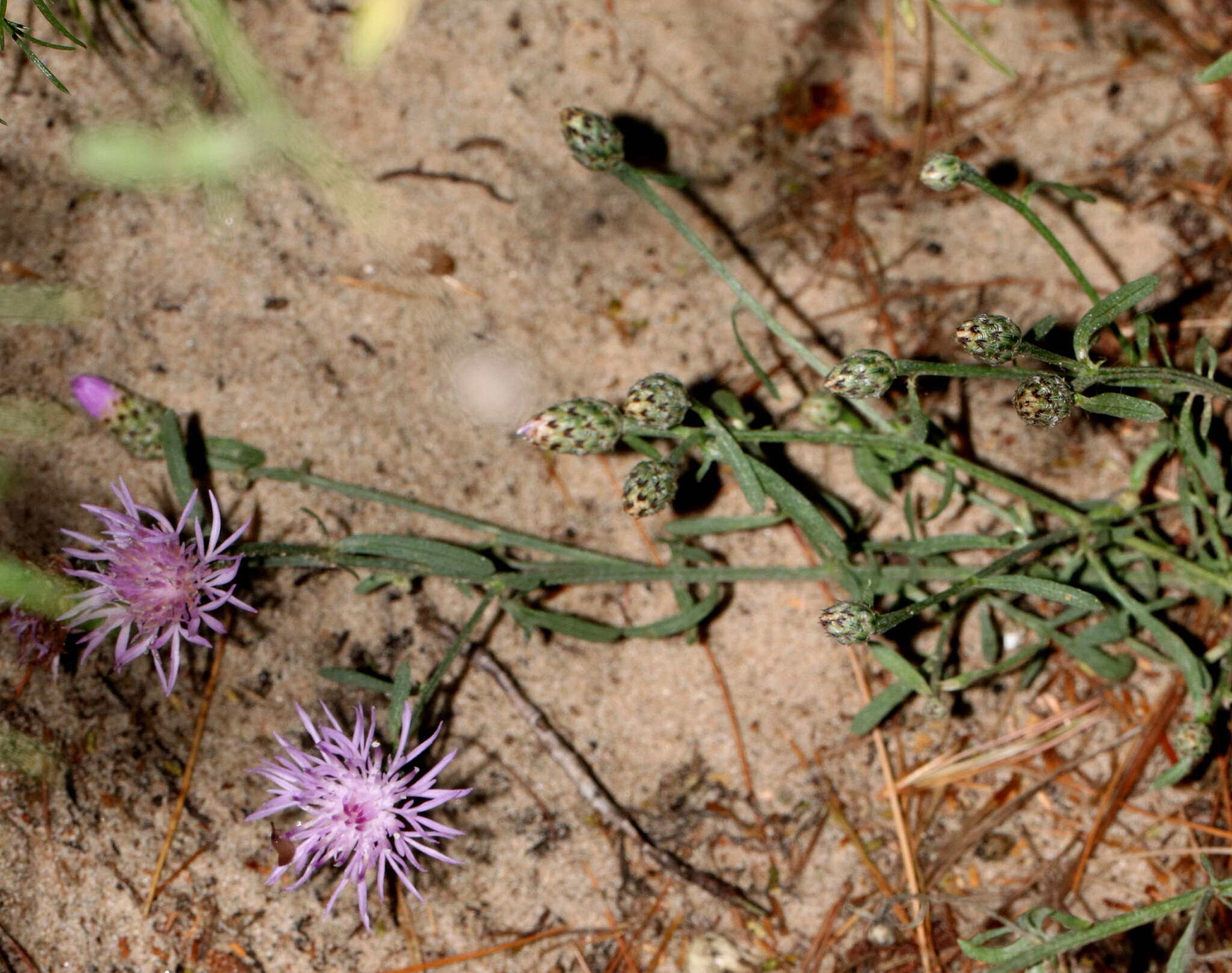 Image of spotted knapweed