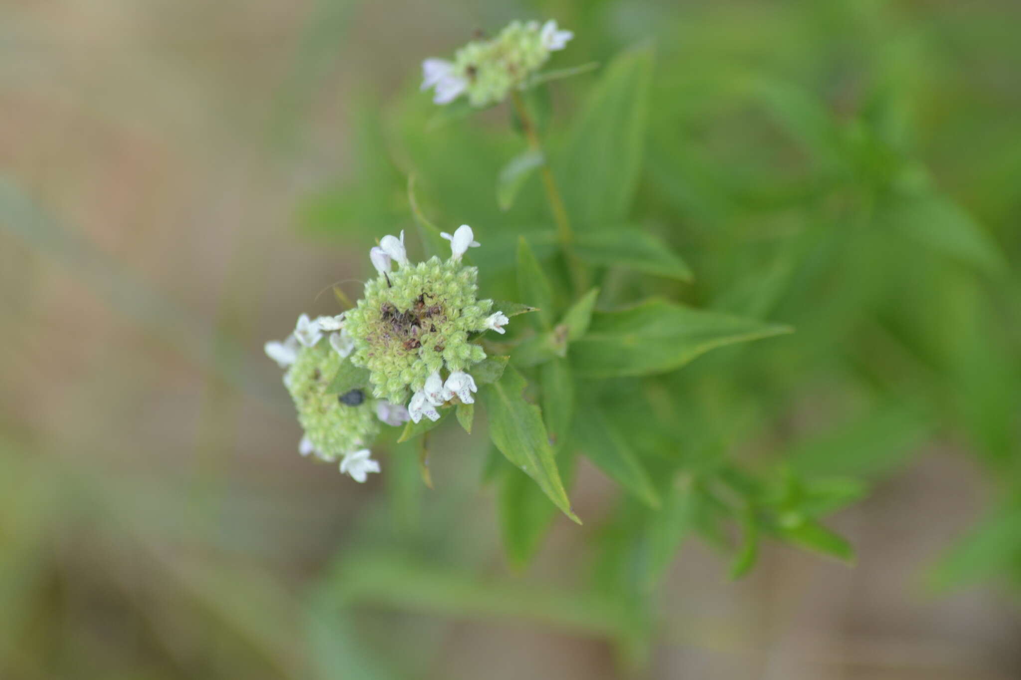 Image of whorled mountainmint