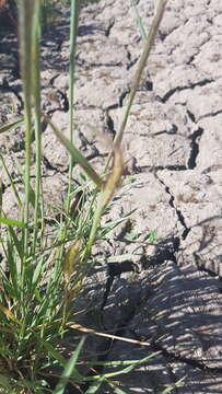 Image of Hordeum capense Thunb.