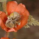 Image of Diadasia patagonica (Brèthes 1910)