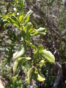 Escallonia illinita Presl resmi