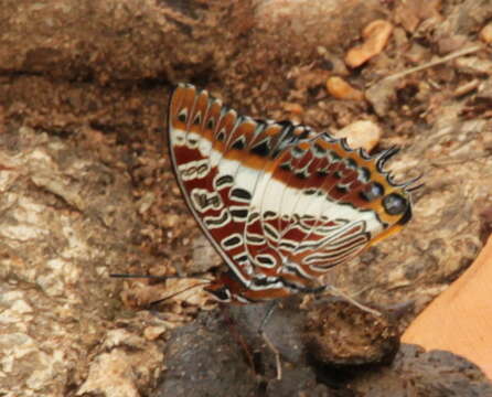 Imagem de Charaxes brutus natalensis Staudinger 1886