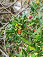 Image of Myrceugenia pinifolia (Phil.) Kausel