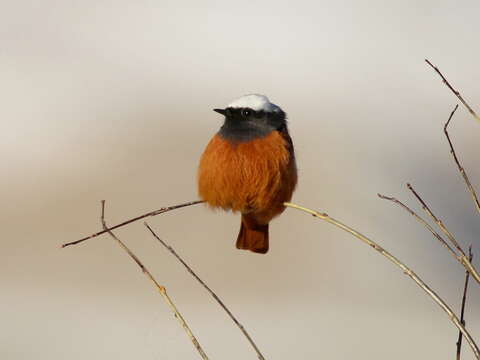 Image of Güldenstädt's Redstart