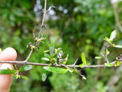 Imagem de Coprosma conferta A. Cunn.