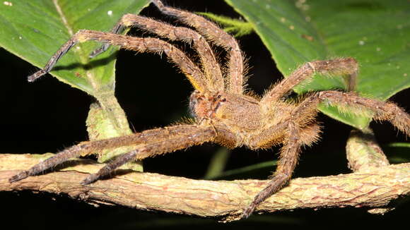 Image of Phoneutria reidyi (F. O. Pickard-Cambridge 1897)