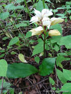 Image of Govenia utriculata (Sw.) Lindl.